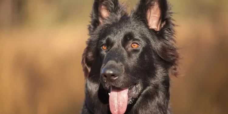 black German shepherd puppies’